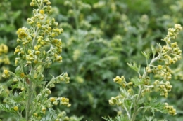 Проблмним бур'яном на Волині став полин, особливо на соняшнику – досвід