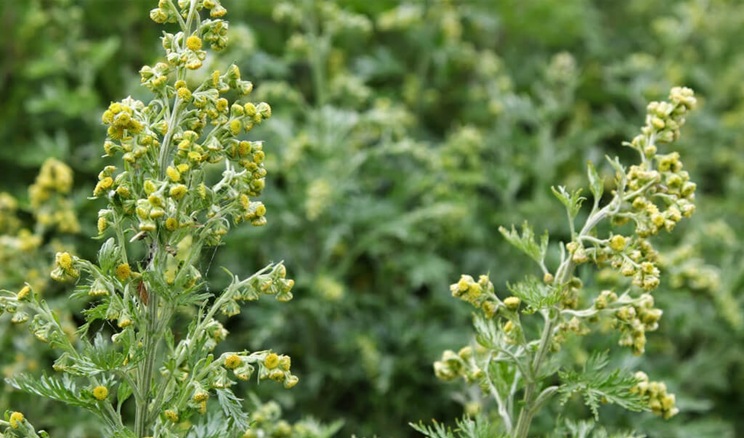 Проблмним бур'яном на Волині став полин, особливо на соняшнику – досвід