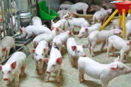 Критичні періоди розвитку шлунково-кишкових хвороб у поросят