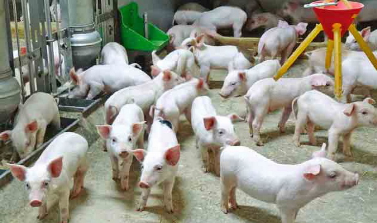 Критичні періоди розвитку шлунково-кишкових хвороб у поросят