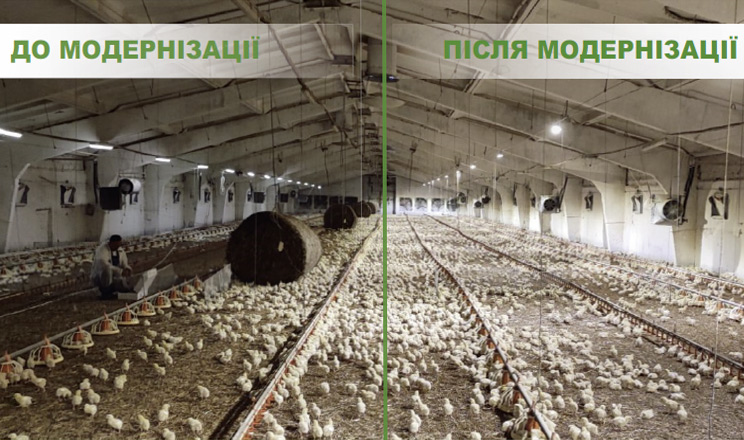 Важливо знати перш за все як спроєктувати рівномірність освітлення у пташнику, налаштувати добові сценарії з мікрокроком 0,01%