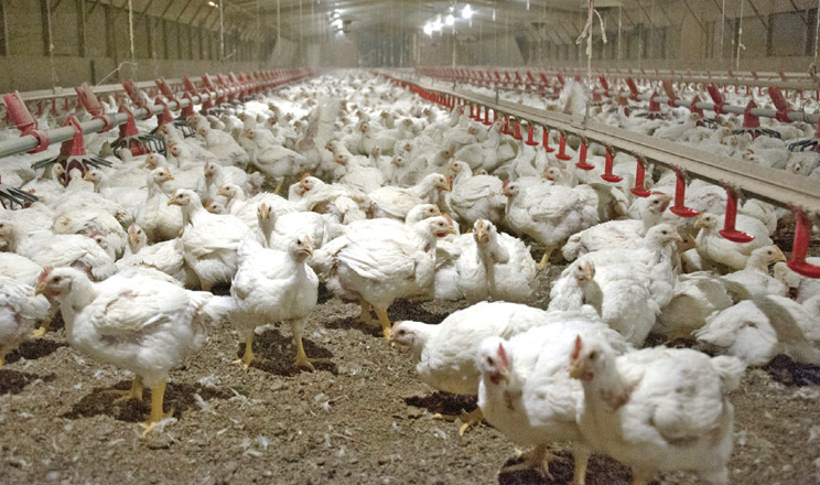 Стабільна галузь