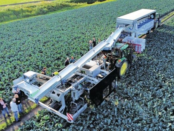 Нідерландські студенти розробили систему м’якого збирання броколі