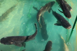 Уряд затвердив зміни в наданні підтримки виробникам риби на деокупованих і постраждалих територіях