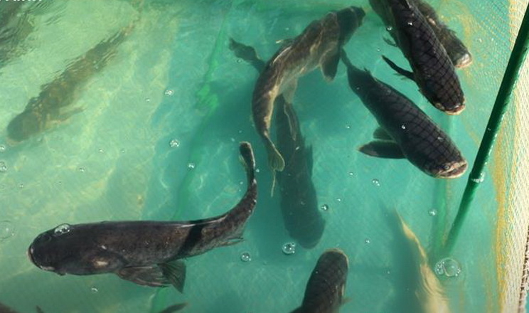 Уряд затвердив зміни в наданні підтримки виробникам риби на деокупованих і постраждалих територіях