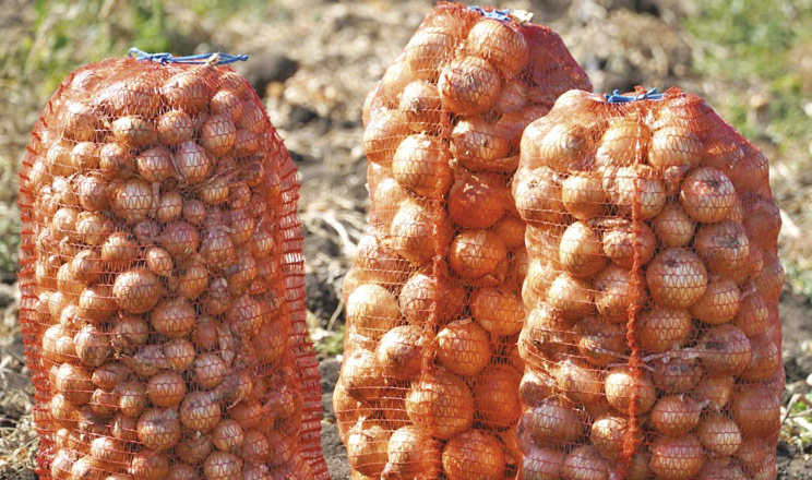 Цибуля по-корейськи