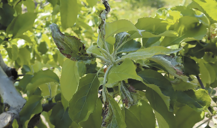 Доведено в саду