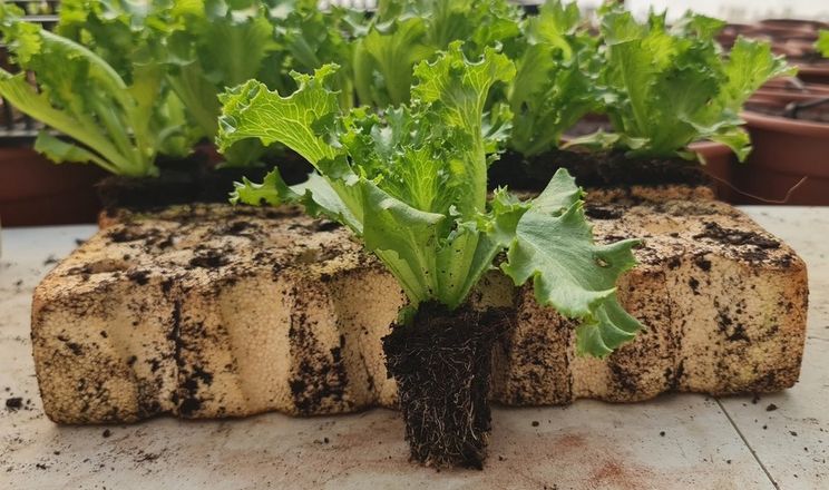 Надмірна коренева система салату зменшує врожайність та прибутки