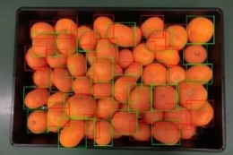 Японські сортувальні лінії з ШІ навчилися виявляти приховані хвороби овочів