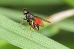 Які особливості захисту кукурудзи від шведської мухи