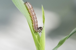 Захист від листогриучих совок на кукурудзі базується на агротехніці – науковиця