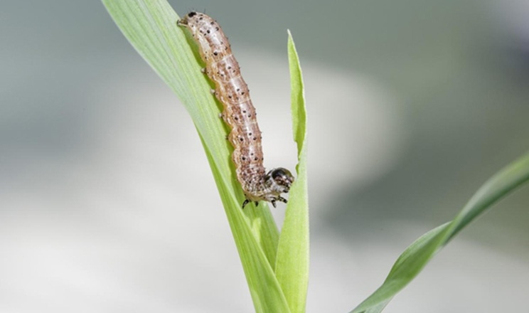 Захист від листогриучих совок на кукурудзі базується на агротехніці – науковиця