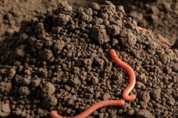 Власну технологію ґрунтообробітку розробили в господарстві на Кіровоградщині