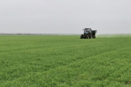 Тепла осінь дає озимим хороший старт, але значно підвищує агрономічні ризики – агроном