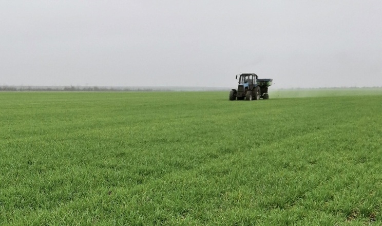 Тепла осінь дає озимим хороший старт, але значно підвищує агрономічні ризики – агроном