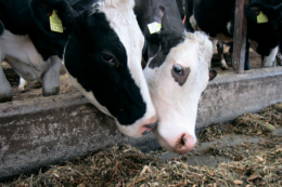 Геномний тест значно пришвидшує селекцію ВРХ