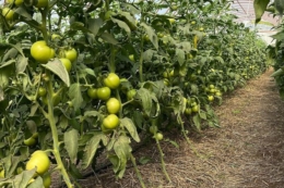 Фермери автоматизували відкривання вікон і полив теплиць