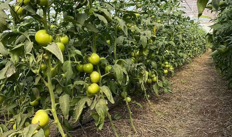 Фермери автоматизували відкривання вікон і полив теплиць