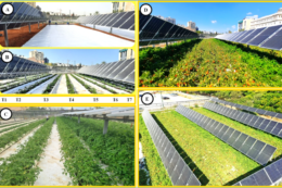 Сонячні панелі на полі збільшують прибуток виробника томатів у 10 разів