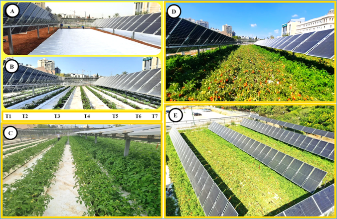 Сонячні панелі на полі збільшують прибуток виробника томатів у 10 разів