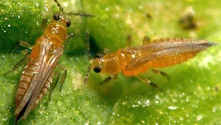 На Львівщині спалили понад 2 тонни італійського салату через трипсів