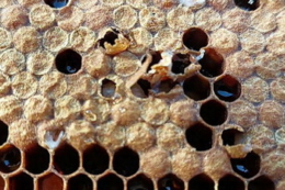 Бджолярі занепокоєні наступом небезпечного кліща