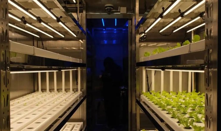 У Китаї створили корабельну ферму для свіжих овочів грибів