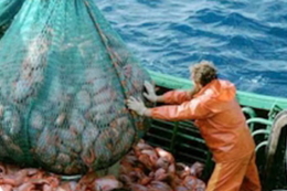 Україна отримала квоту на промисловий вилов в Атлантичному океані на 2026 рік