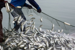 Опубліковано 38 лотів на промисловий вилов риби у водосховищах Дніпра