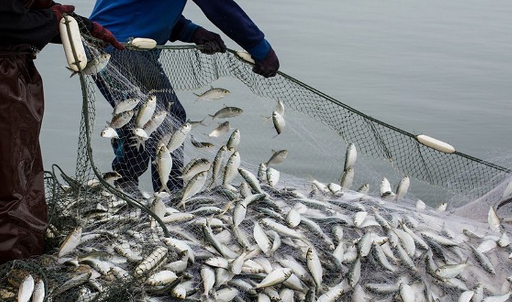 Опубліковано 38 лотів на промисловий вилов риби у водосховищах Дніпра