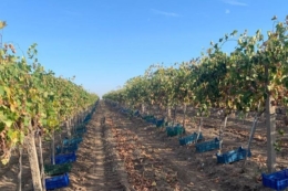 На Поділлі відроджують історичні виноградники