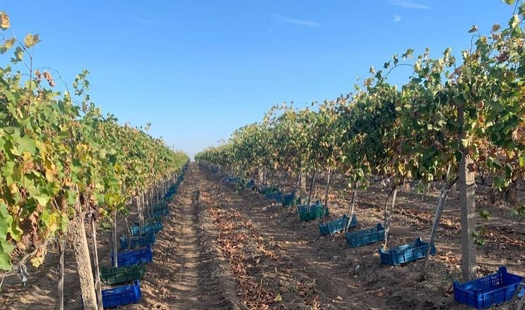 На Поділлі відроджують історичні виноградники