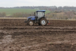Волинські фермери заклали 50 га вишневого саду і планують переробку