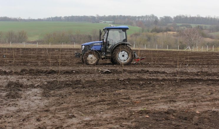 Волинські фермери заклали 50 га вишневого саду і планують переробку