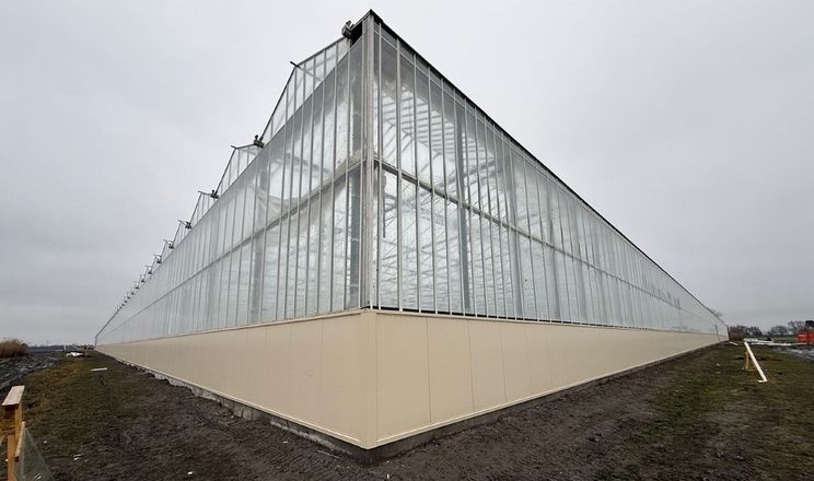 Висока теплиця рятує врожай томатів від аномальної літньої спеки