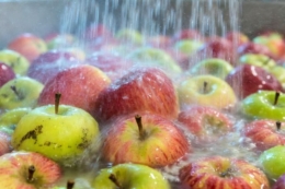 «Термотерапія» є ефективним і недорогим рішенням для зберігання яблук