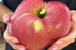 Киянин виростив яблуко вагою понад 1,2 кг