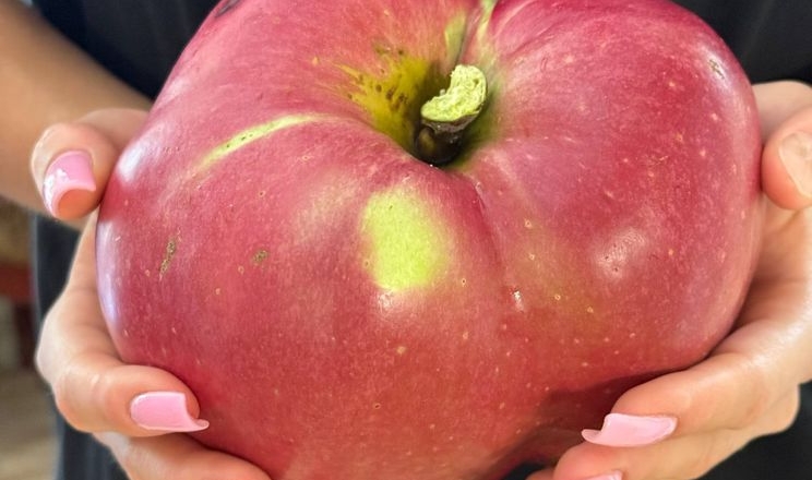 Киянин виростив яблуко вагою понад 1,2 кг