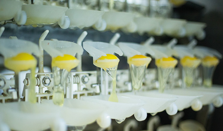 Забійний і яйцепереробний цехи зупиняють за виявлення там кампілобактерій