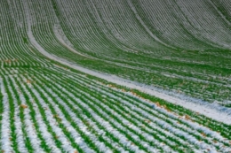 Найбільше площ у 2026 році «Західний Буг» відведе під сою та цукрові буряки