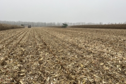 Обмолот кукурудзи завершили в «Агрейн»: урожайність вища від планової