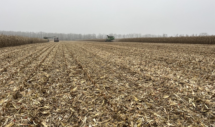 Обмолот кукурудзи завершили в «Агрейн»: урожайність вища від планової