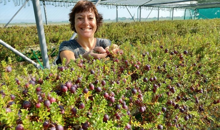 Нідерландський фермер бачить великий потенціал вертикальної культури журавлини