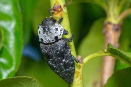 Жук чорна златка нищить сади Болгарії