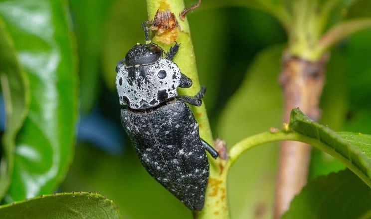 Жук чорна златка нищить сади Болгарії
