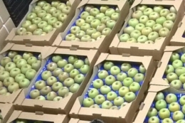 «Сади Дніпра» оптимізували сортування яблук для пришвидшення експорту