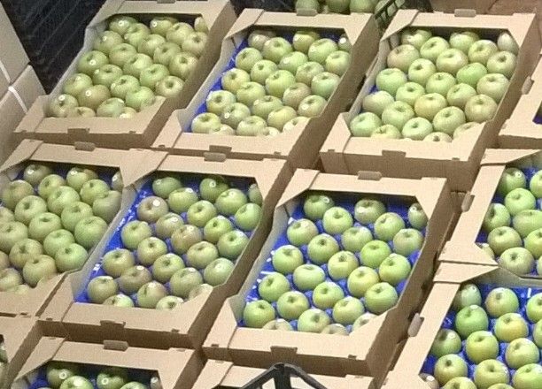«Сади Дніпра» оптимізували сортування яблук для пришвидшення експорту