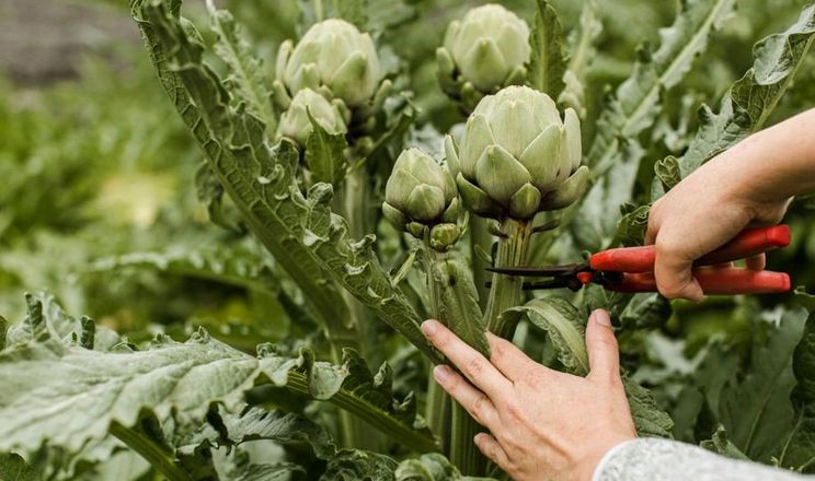 Артишок на Одещині вимагає особливої підготовки грунту