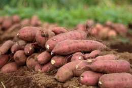 Військовий фермер отримав грант на $30 тис. на переробку батату