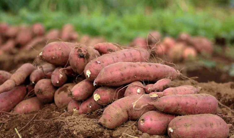 Військовий фермер отримав грант на $30 тис. на переробку батату